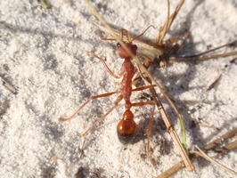 Přes 2 cm velký mravenec! Všimněte si těch kusadel! | Australia - Uloola Track - 1.5.2010